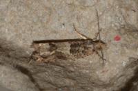 Crocidosema plebejana