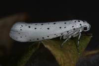 Yponomeuta cagnagella