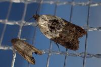 Acleris variegana