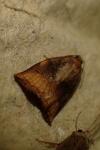 Archips podana