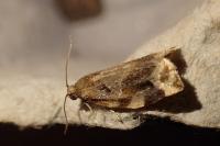 Archips xylosteana