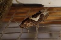 Epiblema foenella