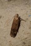 Pexicopia malvella