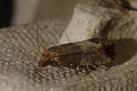 Spilonota ocellana