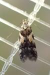 Teleiodes luculella