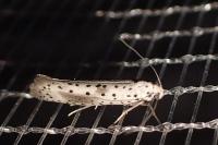 Yponomeuta irrorella