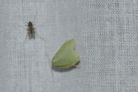 Tortrix viridana