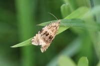 Celypha lacunana