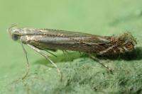 Isophrictis