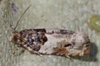 Gypsonoma dealbana