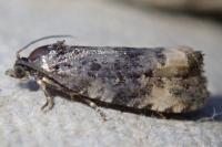 Endothenia