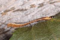 Coleophora milvipennis