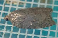 Acleris sparsana