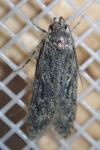 Gelechia muscosella