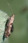 Digitivalva pulicariae