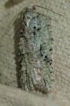 Acleris literana