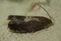 Pammene regiana