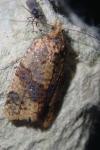 Epagoge grotiana