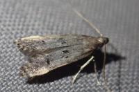Teleiodes vulgella