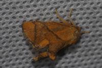 Apoda limacodes