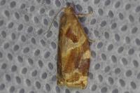 Archips xylosteana