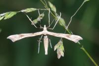 Gillmeria ochrodactyla