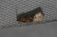 Hedya nubiferana