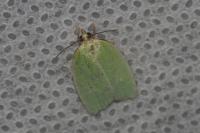 Tortrix viridana