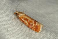 Rhyacionia buoliana