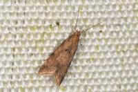 Brachmia blandella