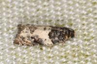 Gypsonoma sociana
