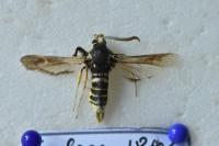 Paranthrene tabaniformis synagriformis