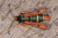 Pyropteron chrysidiforme