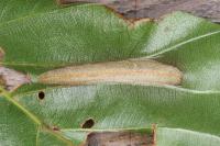 Phyllonorycter maestingella