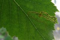 Stigmella lapponica
