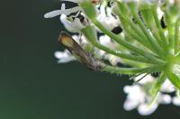 Pammene aurana