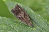 Dichrorampha simpliciana