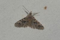 Alucita hexadactyla