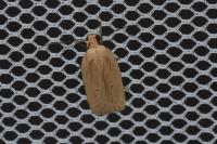 Agonopterix pallorella