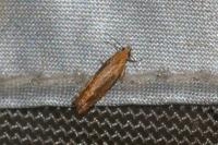 Lathronympha strigana