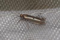 Parahyponomeuta egregiella