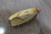 Agapeta hamana