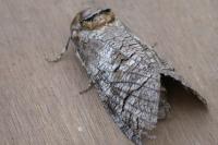 Cossus cossus