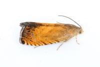 Pammene aurita