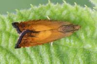 Pammene aurita