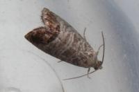 Cydia pomonella