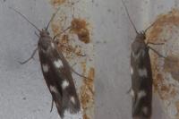 Scythris scopolella