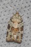Dichelia histrionana