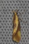 Harpella forficella