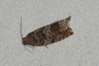 Ancylis achatana